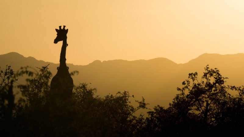 giraffe, sunset, south africa