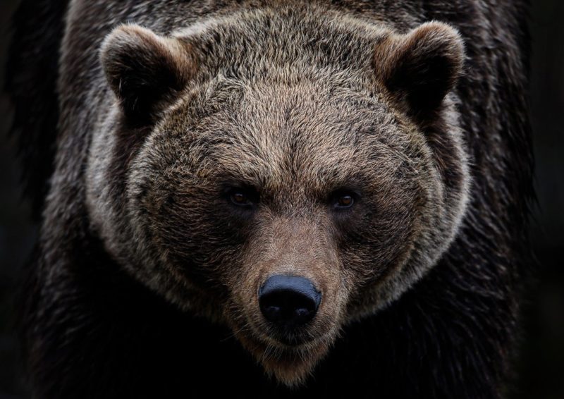 brown bear, grizzly bear, bear